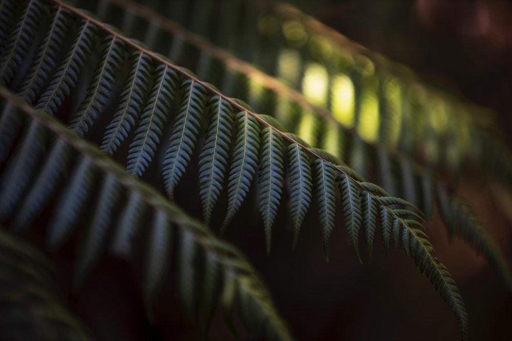 Ferns shadows small